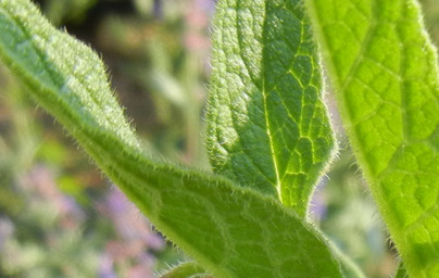 Черен оман (Symphytum officinale) Черен оман (Symphytum officinale)